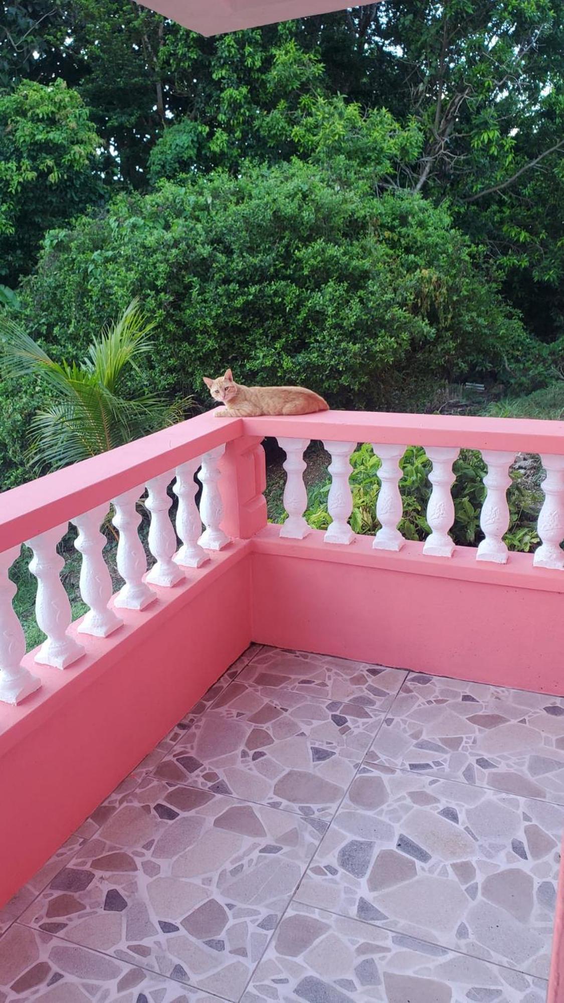 Bed and Breakfast Natrue'S Haven Marigot Exteriér fotografie
